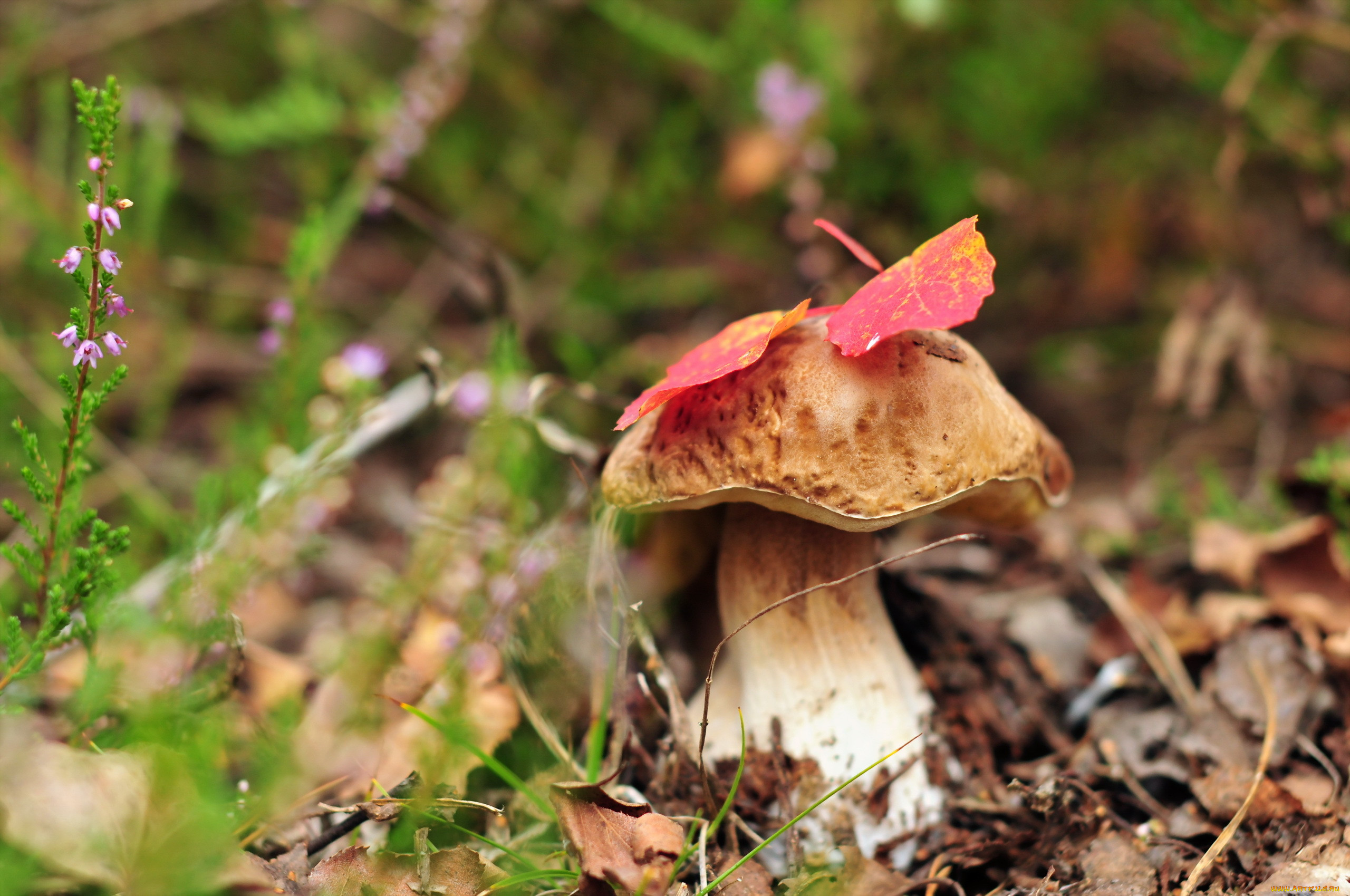 Осень и грибы 2560